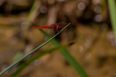 Close-up of insect on plant