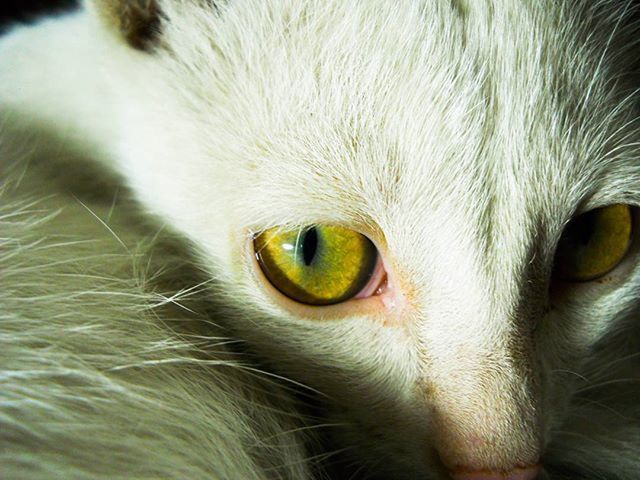 animal themes, one animal, pets, domestic cat, cat, domestic animals, animal eye, animal head, feline, whisker, portrait, close-up, looking at camera, mammal, animal body part, staring, indoors, alertness, white color