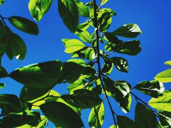 Low angle view of leaves against blue sky