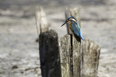 Close-up of bird perching on wooden post