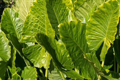 Close-up of fresh green leaves