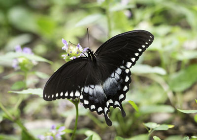 Close-up of butterfly pollinating flower