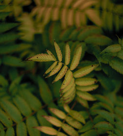 Close-up of fresh green leaves