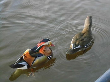 Close-up of duck in lake