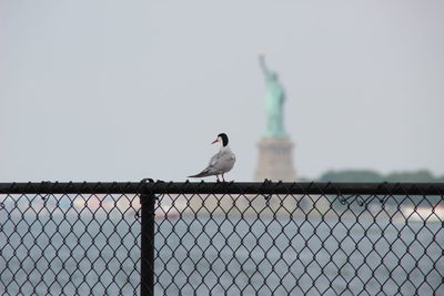 Seagull perching on a fence against clear sky