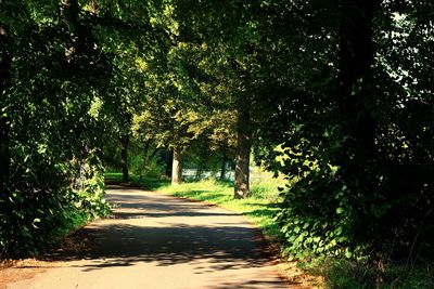Trees in park