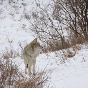 View of horse on snow covered field
