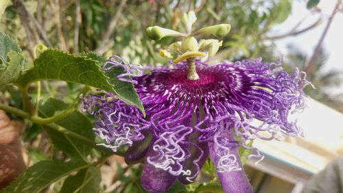 Close-up of purple flower blooming outdoors