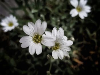 Close-up of white flowering plants