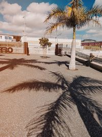 Palm trees on beach against sky in city