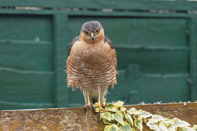 Portrait of owl perching on wood