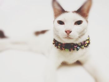 Portrait of white cat on bed