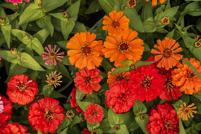 High angle view of red flowering plants