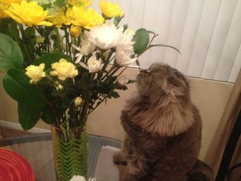 Cat on flower