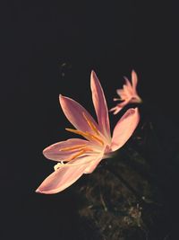 Close-up of flower against black background