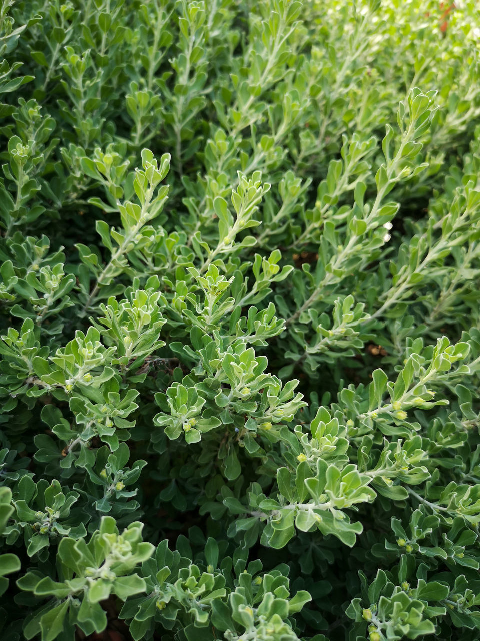 FULL FRAME SHOT OF FRESH GREEN FIELD