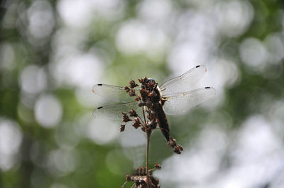 Close-up of dragonfly on plant