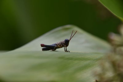 Close-up of insect on leaf