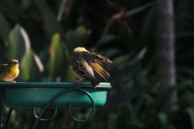 Close-up of bird perching on feeder