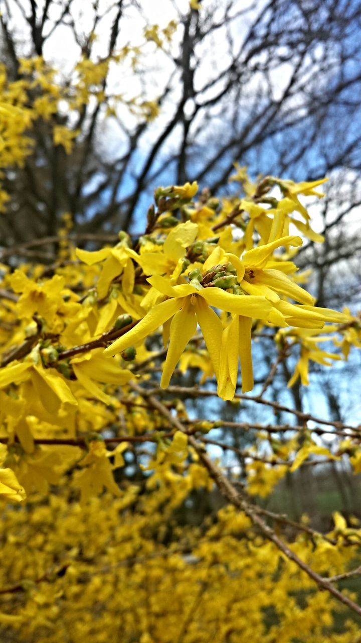 yellow, flower, tree, branch, fragility, growth, beauty in nature, nature, focus on foreground, season, petal, freshness, selective focus, close-up, autumn, blossom, day, outdoors, no people, springtime