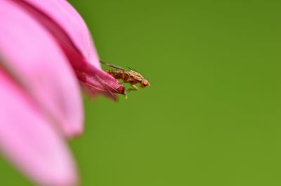 Close-up of small insect on pink flower petals