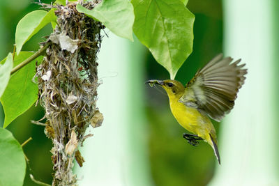 Close-up of bird flying