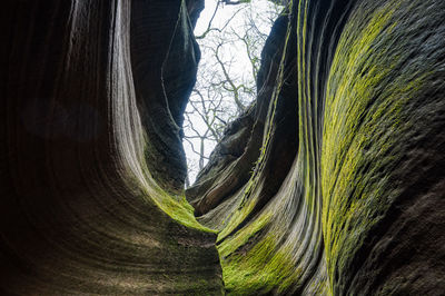 Close-up of tree trunk