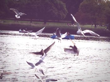 Seagull flying over water