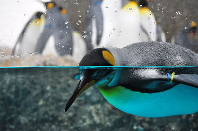 Close-up of penguin floating on water
