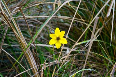 Close-up of yellow flower blooming in field