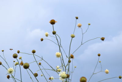 Low angle view of flowering plants against clear sky