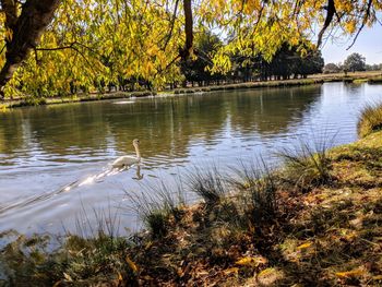 View of ducks swimming in lake