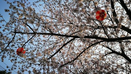 Low angle view of red flowers on tree