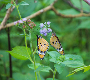 Close-up of butterfly pollinating on flower