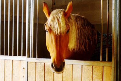 Close-up of horse in animal pen