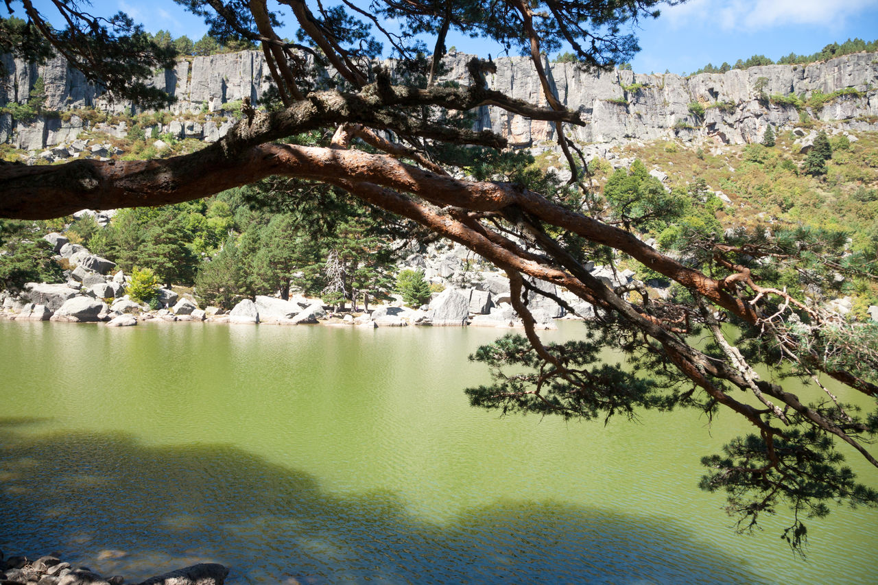 tree, plant, nature, water, beauty in nature, scenics - nature, tranquility, wilderness, lake, tranquil scene, flower, no people, environment, sky, landscape, day, mountain, land, non-urban scene, branch, outdoors, reflection, travel destinations, forest, growth, sunlight, leaf, idyllic, travel, green, pinaceae, pine tree, coniferous tree, autumn, tourism