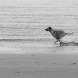 Side view of labrador retriever running on shore at beach