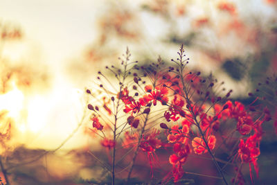 Close-up of flowering plants against sky during sunset