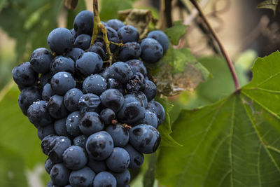 Close-up of grapes growing in vineyard