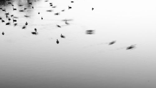 High angle view of birds in lake during winter