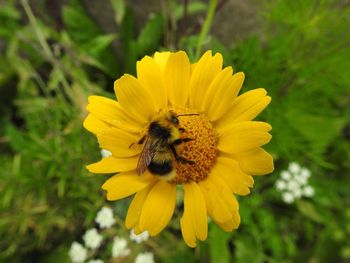 Close-up of bee on yellow flower