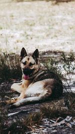 Portrait of dog relaxing on field