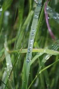 Close-up of wet grass