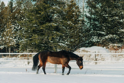 Horse standing on snow covered field