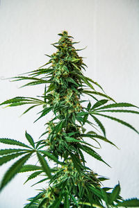 Low angle view of plant against tree