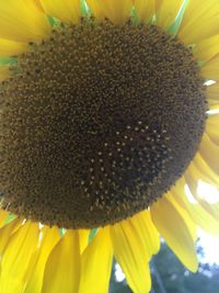 Close-up of bee on sunflower