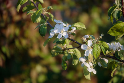 Close-up of white flowering plant