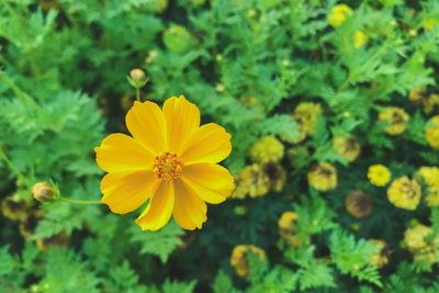 Close-up of yellow flowering plant on field