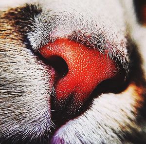 Extreme close up of animal eye