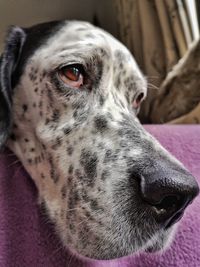 Close-up portrait of dog